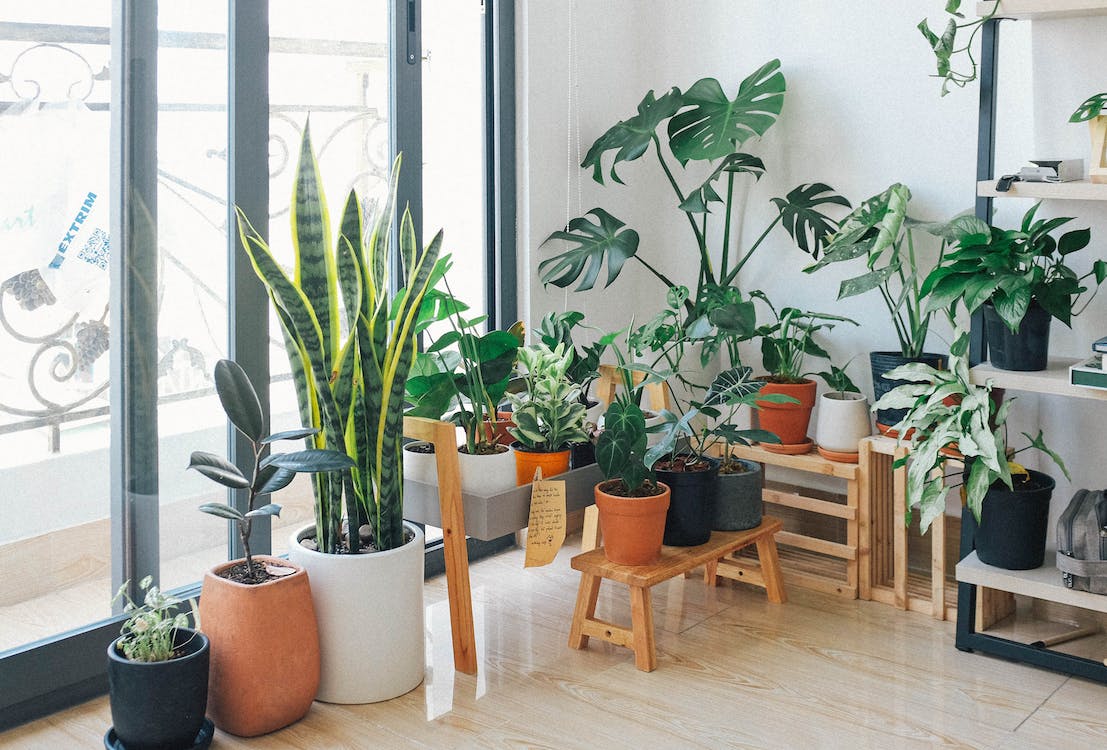 植物